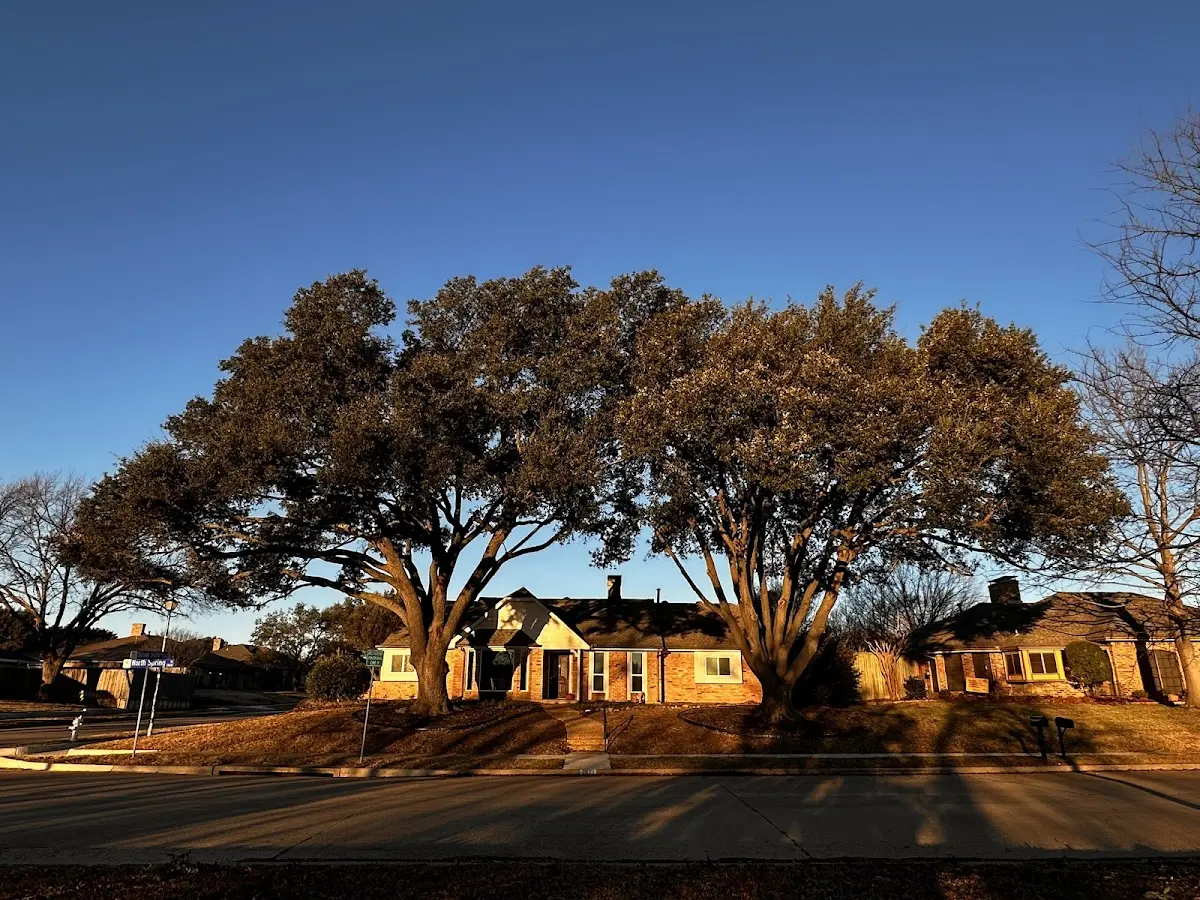 Established residential canopy tree shading a home in Star Lake